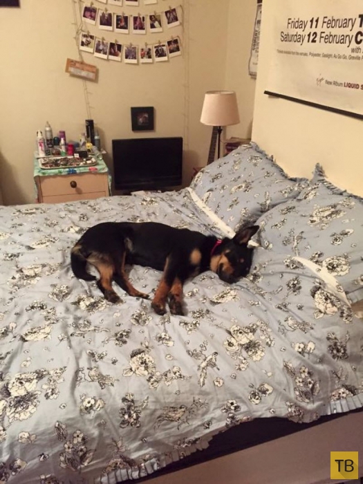 Собаки, которые спят в вашей постели (29 фото)