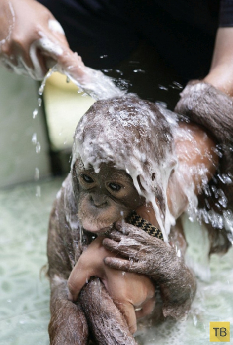 Ми-ми-ми... Купание маленького орангутанга (4 фото)