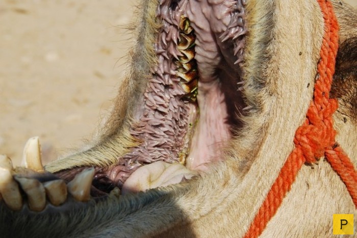 Пасть верблюда (7 фото)