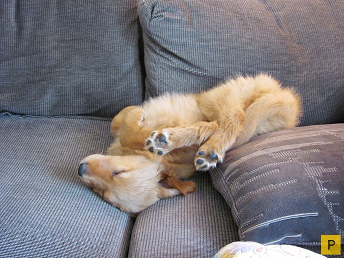 Милые и забавные спящие щеночки (37 фото)