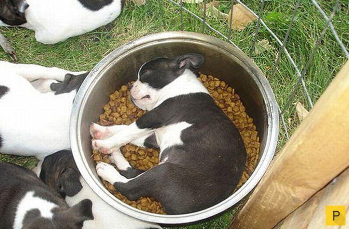 Милые и забавные спящие щеночки (37 фото)