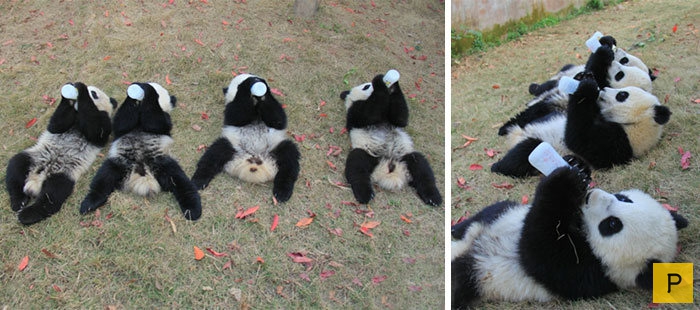 Детский сад для маленьких панд в Китае (18 фото)