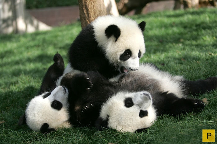 Детский сад для маленьких панд в Китае (18 фото)