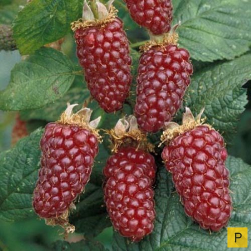 Топ 16: Необычные и полезные гибридные фрукты и ягоды (16 фото)