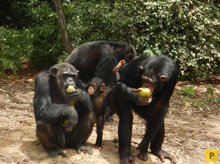 66 шимпанзе, которых бросили после экспериментов (11 фото)