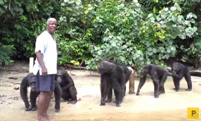 66 шимпанзе, которых бросили после экспериментов (11 фото)