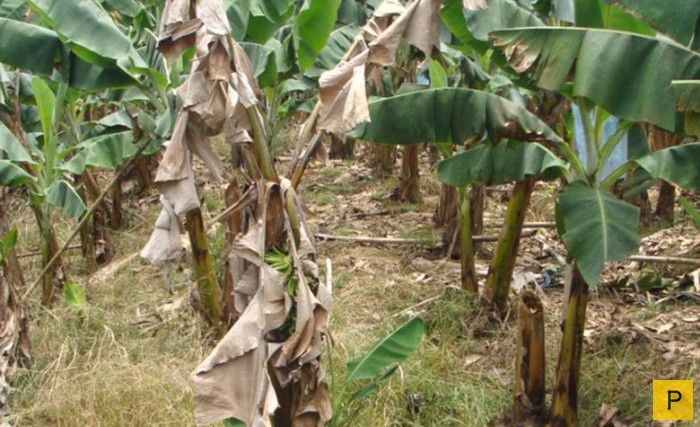 Бананы на грани исчезновения из-за грибка (8 фото)