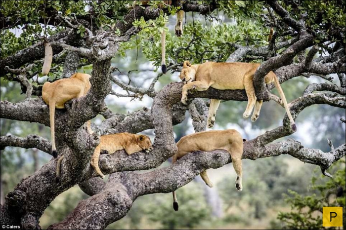 Львы отдыхают на дереве (10 фото)