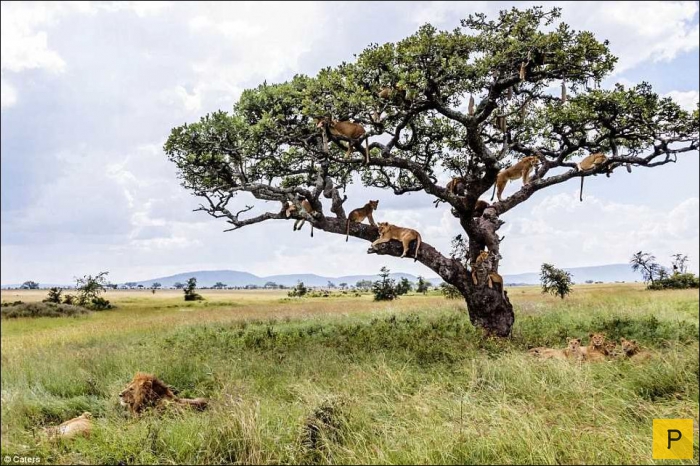 Львы отдыхают на дереве (10 фото)