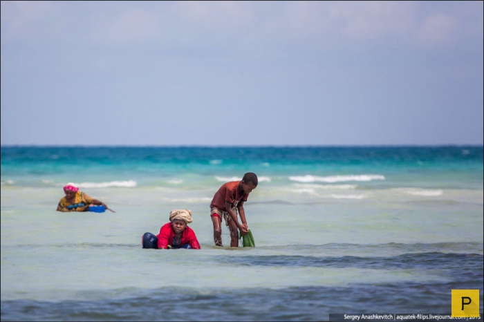Сбор моллюсков на берегах Занзибара (27 фото)