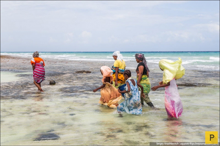 Сбор моллюсков на берегах Занзибара (27 фото)