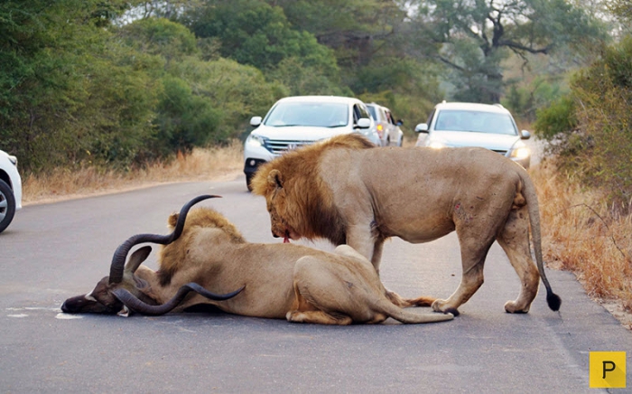 Львиная охота в ЮАР на глазах у туристов (9 фото)
