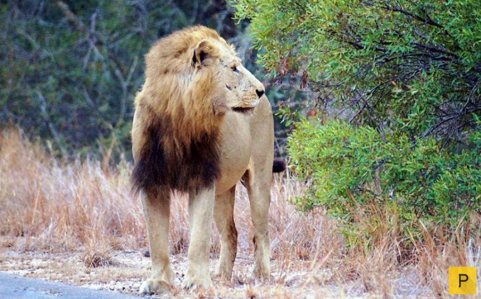 Львиная охота в ЮАР на глазах у туристов (9 фото)