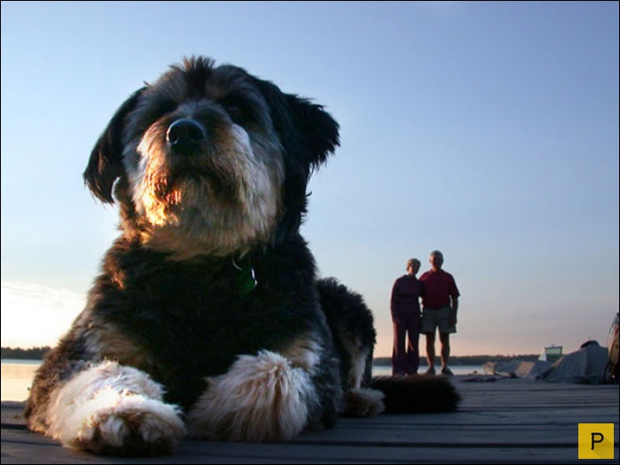 Правильный ракурс и ваша собака - гигант (15 фото)