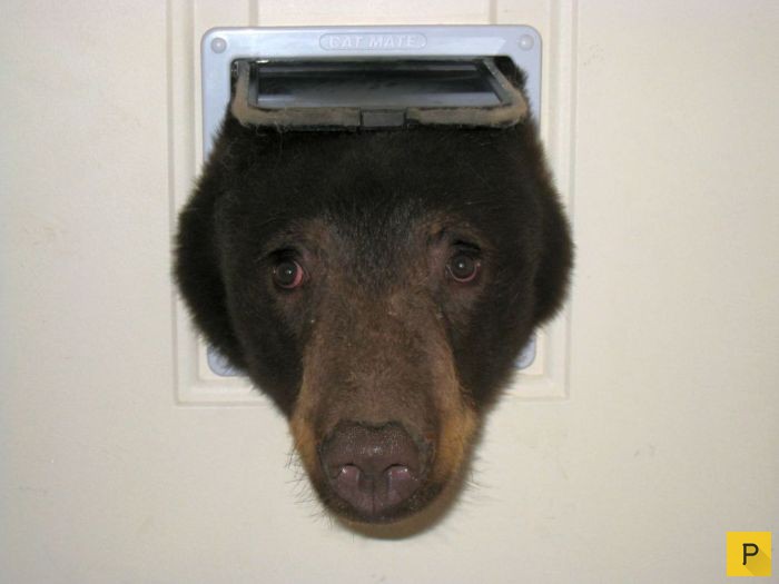 Голова медведя застряла в кошачьей двери (5 фото)