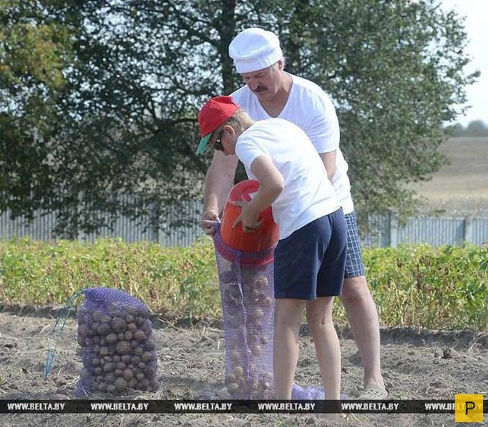 Урожай картофеля в резиденции белорусского Президента для детских домов (6 фото)