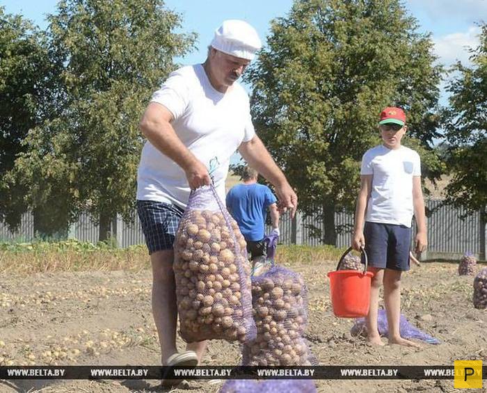 Урожай картофеля в резиденции белорусского Президента для детских домов (6 фото)