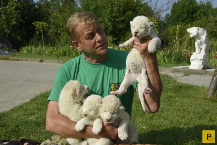 Белоснежные львята родились в крымском сафари-парке «Тайган» (6 фото)