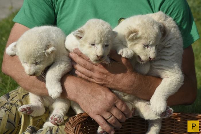 Белоснежные львята родились в крымском сафари-парке «Тайган» (6 фото)
