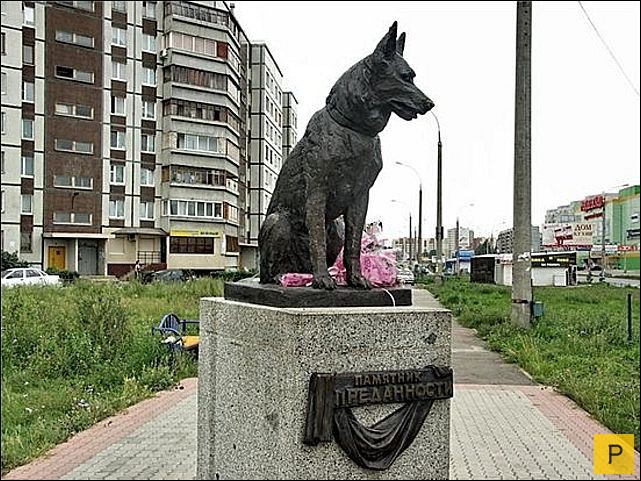 Собачья преданность - Хатико из Тольятти (3 фото)