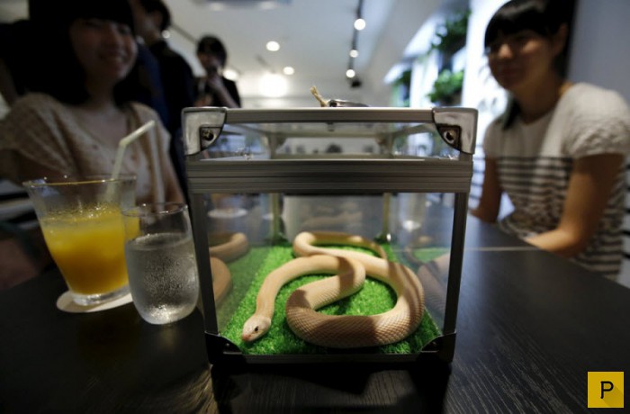 Кафе со змеями в Токио (10 фото)