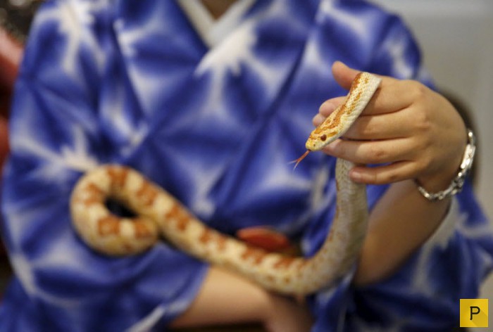 Кафе со змеями в Токио (10 фото)
