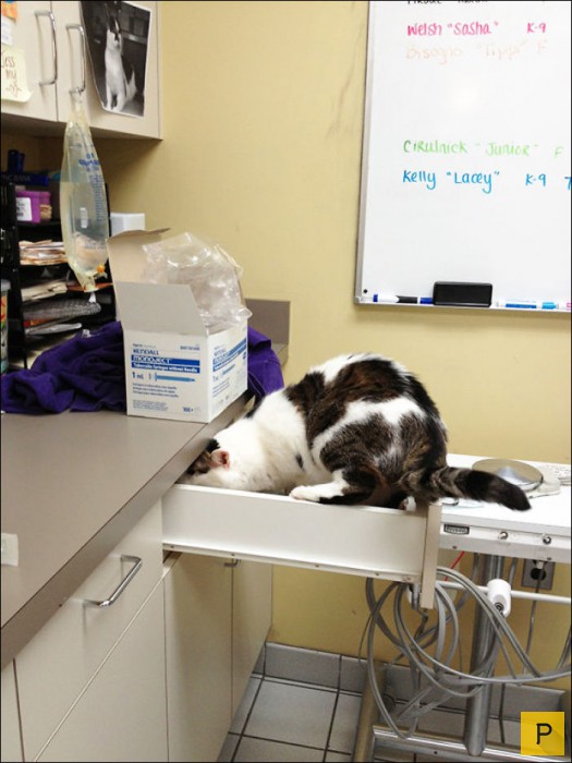Когда кот понял, что его привезли к ветеринару (14 фото)