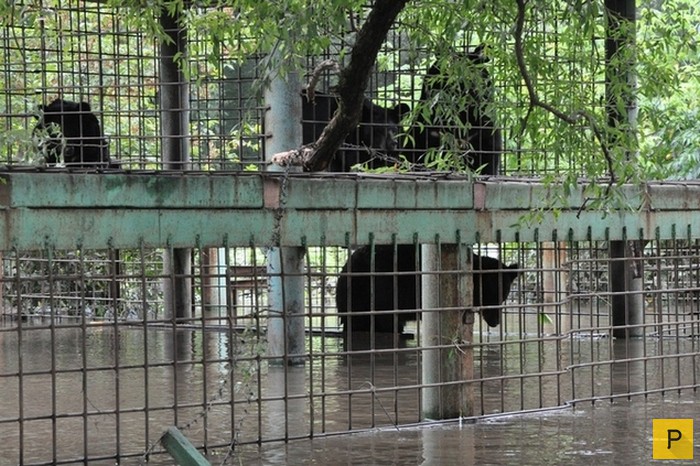 Уссурийск зоопарк "Зеленый остров" после потопа (6 фото)