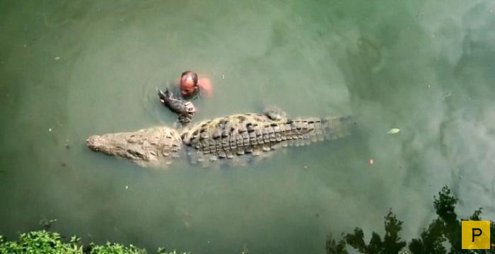 Секреты укрощения крокодилов (8 фото)