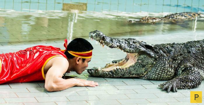 Секреты укрощения крокодилов (8 фото)