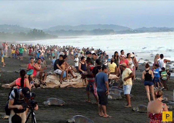 Толпа туристов в Коста-Рики помешала черепахам отложить яйца (11 фото)