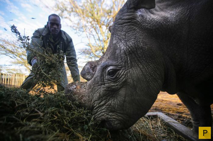 Последние белые носороги (10 фото)