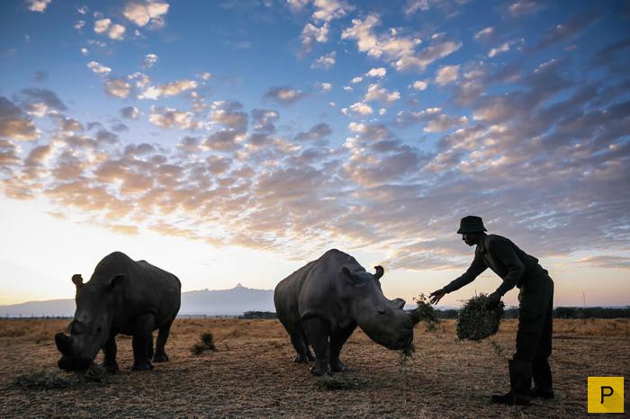 Последние белые носороги (10 фото)
