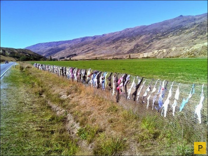 Забор бюстгальтеров в Новой Зеландии (9 фото)