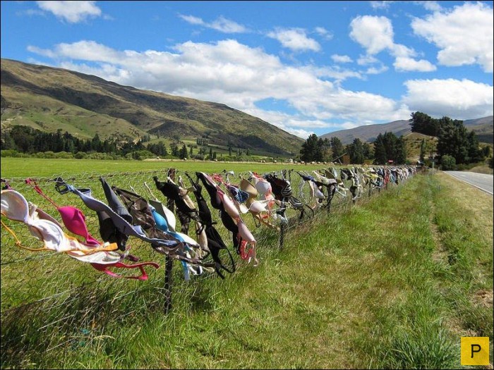 Забор бюстгальтеров в Новой Зеландии (9 фото)