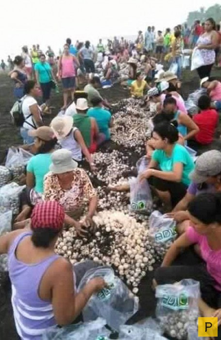 Толпа туристов в Коста-Рики помешала черепахам отложить яйца (11 фото)