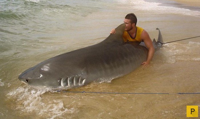 Австралийский спасатель Макс Маггеридж ловит акул на удочку (11 фото)