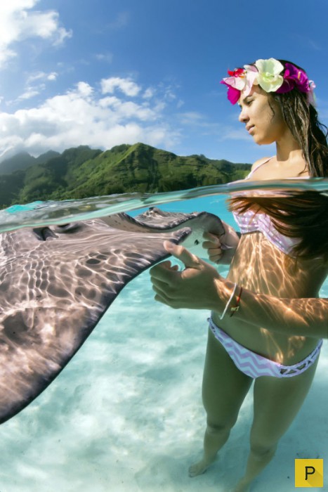 Необычная фотосессия со скатами у берегов Французской Полинезии (10 фото)