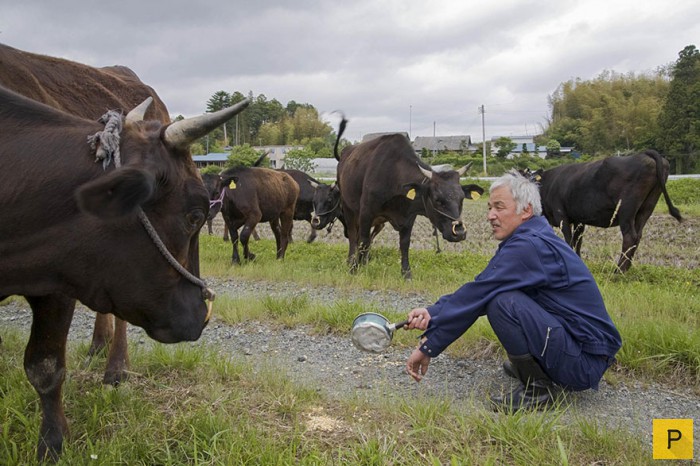 55-летний Наото Мацумура вернулся в зараженную зону Фукусимы, чтобы кормить брошенных животных (16 фото)