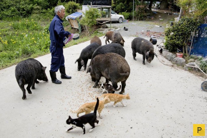 55-летний Наото Мацумура вернулся в зараженную зону Фукусимы, чтобы кормить брошенных животных (16 фото)