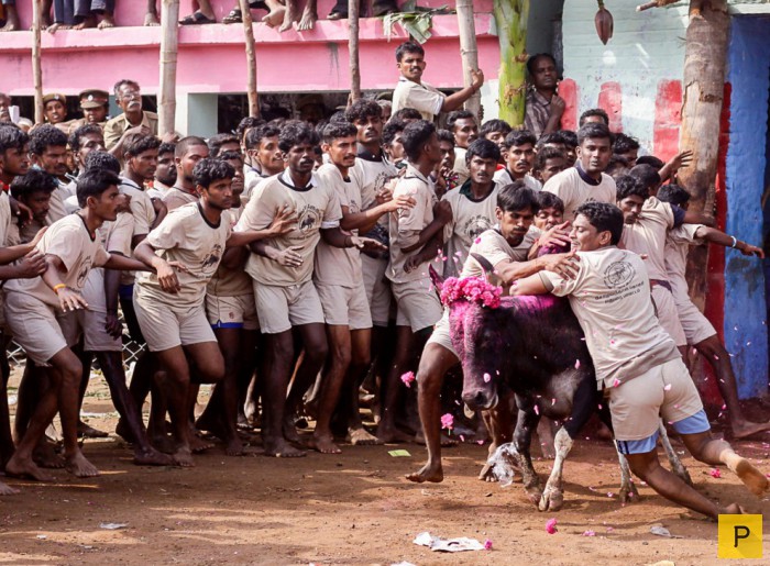 Фестиваль Паламеду Джалликатту в Индии с боем быков (10 фото)