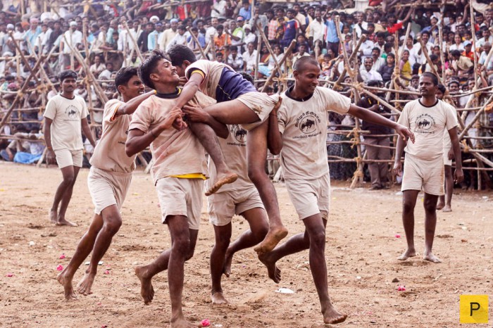 Фестиваль Паламеду Джалликатту в Индии с боем быков (10 фото)