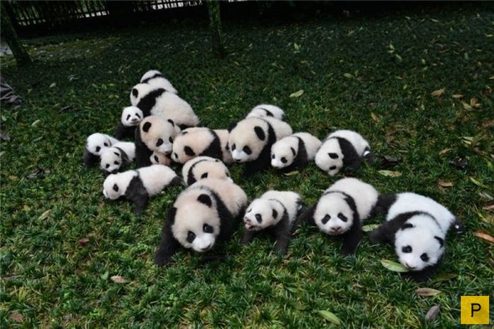 В китайском заповеднике родилось рекордное количество панд (9 фото)