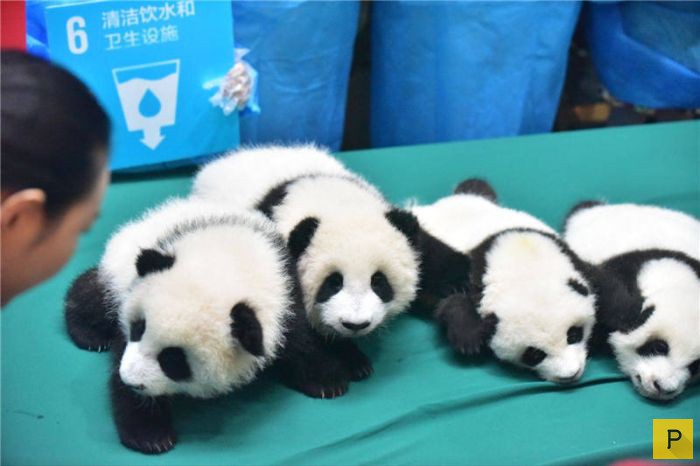 В китайском заповеднике родилось рекордное количество панд (9 фото)