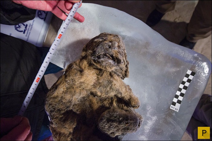 Впервые в истории нашли останки детенышей пещерных львов (14 фото)