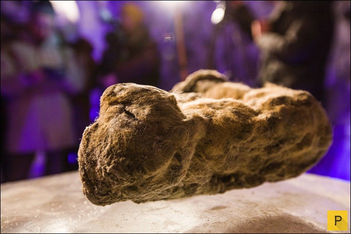 Впервые в истории нашли останки детенышей пещерных львов (14 фото)