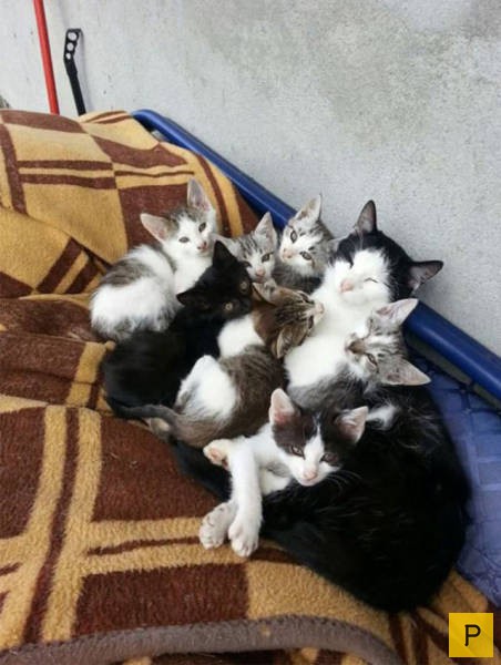 Симпатичные кошки со своим потомством (34 фото)