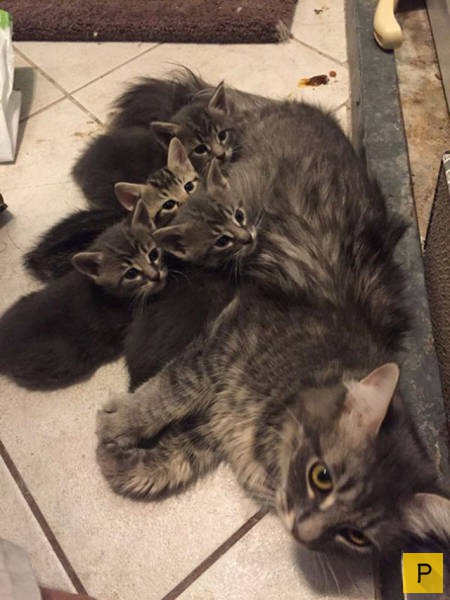 Симпатичные кошки со своим потомством (34 фото)