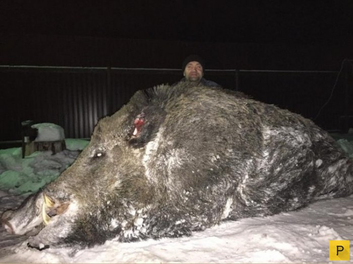 В Свердловской области охотник застрелил кабана весом 535 кг (4 фото)