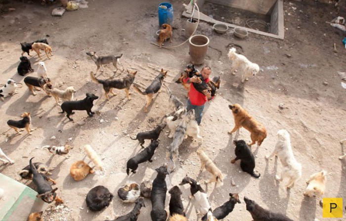Китайский миллионер Ван Янь потратил все деньги на спасение собак (12 фото)